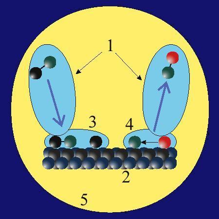 Adsorption Schematic