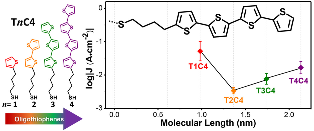Oligothiophene molecular junctions